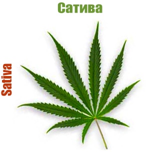 Cannabis sativa