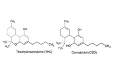 Медицинская марихуана: о разнице между КБД, КБГ и ТГКВ